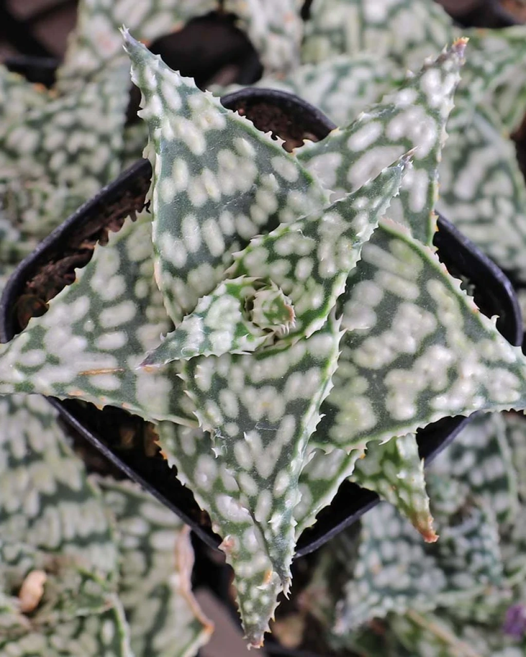 Aloe 'Snowstorm'
