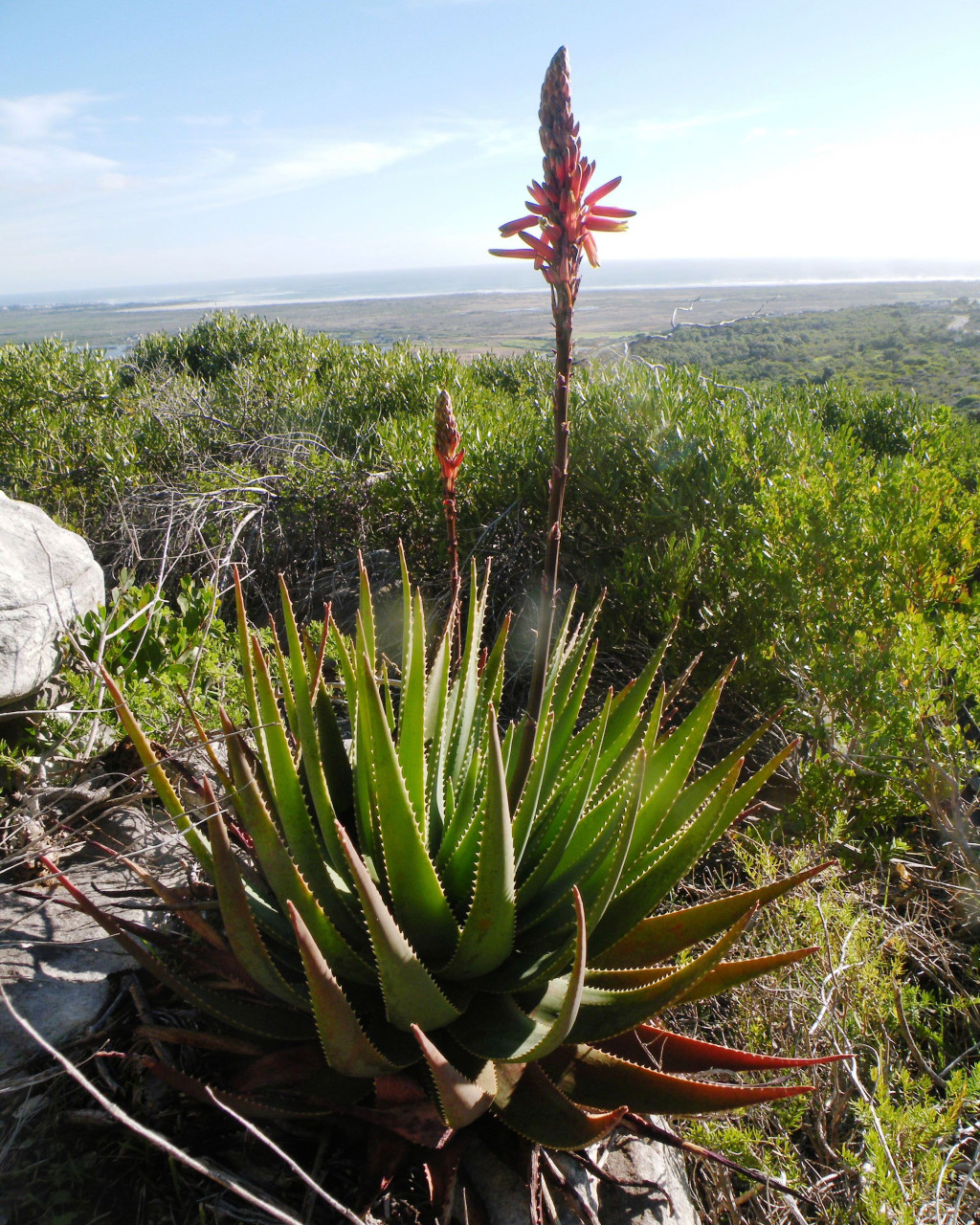 Aloe soccotrina