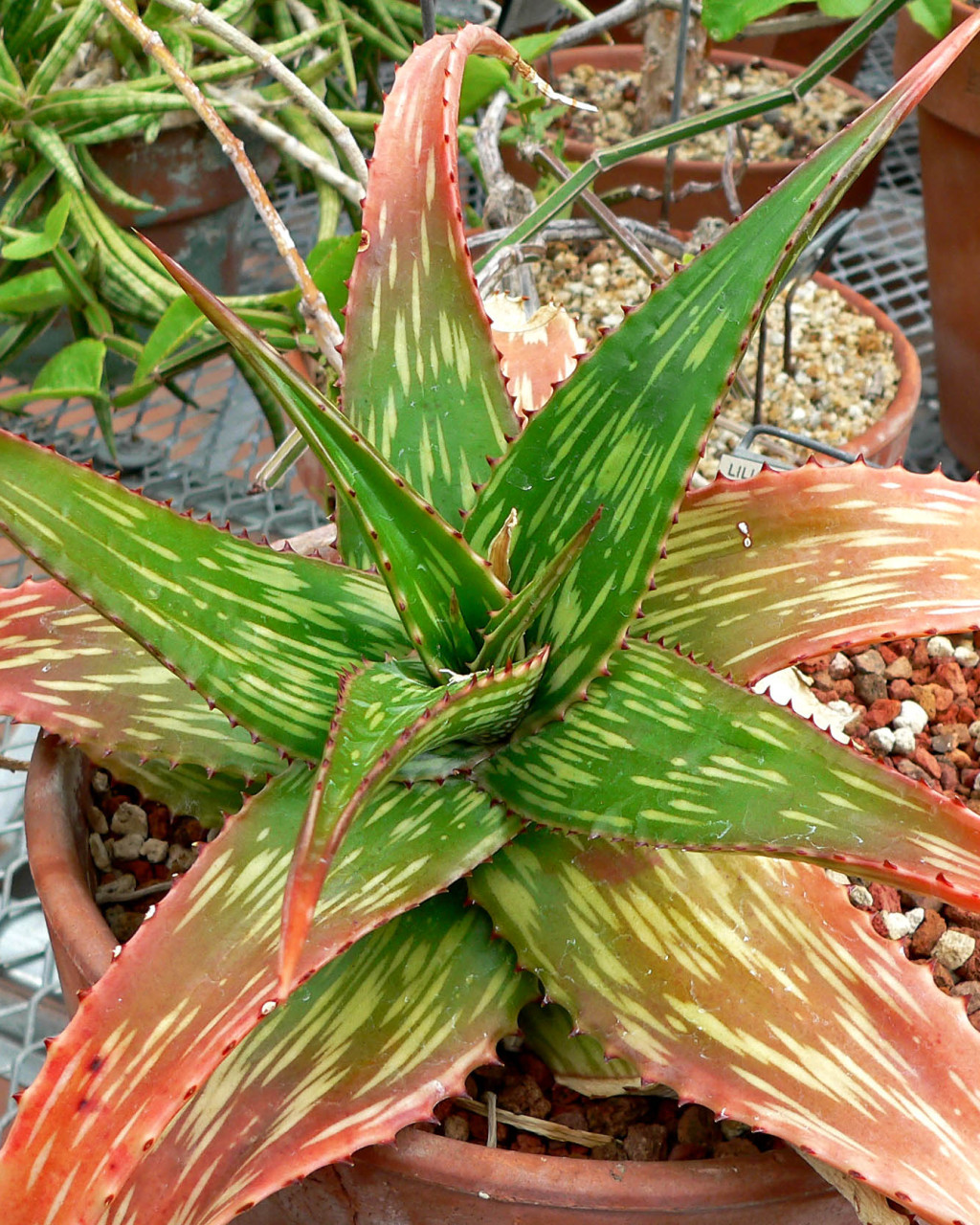 Aloe somaliensis