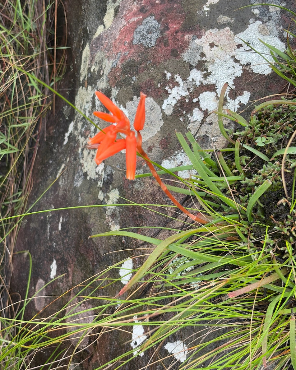 Aloe soutpansbergensis