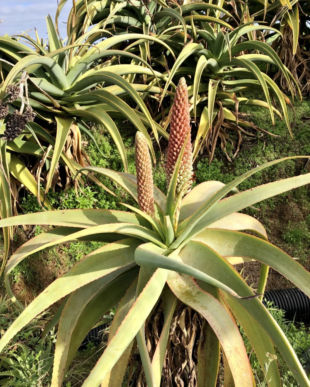 Aloe speciosa