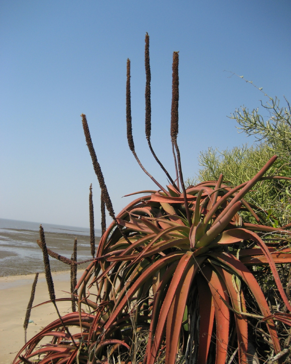 Aloe spicata