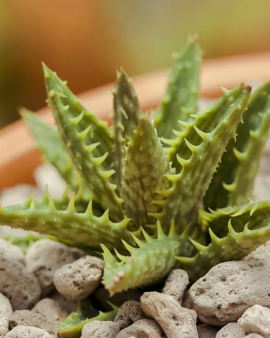 Aloe squarrosa
