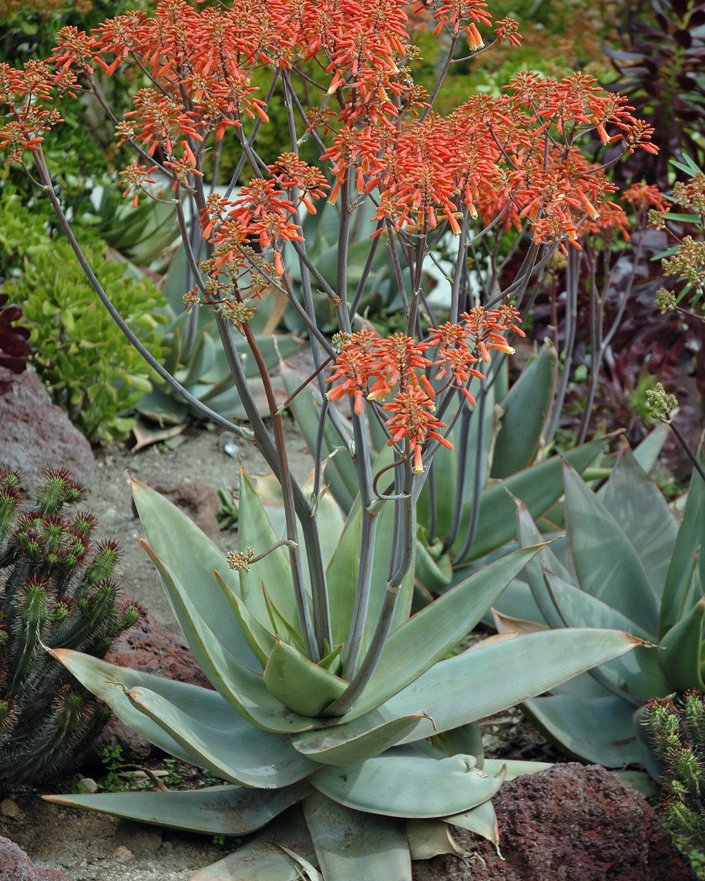 Aloe striata