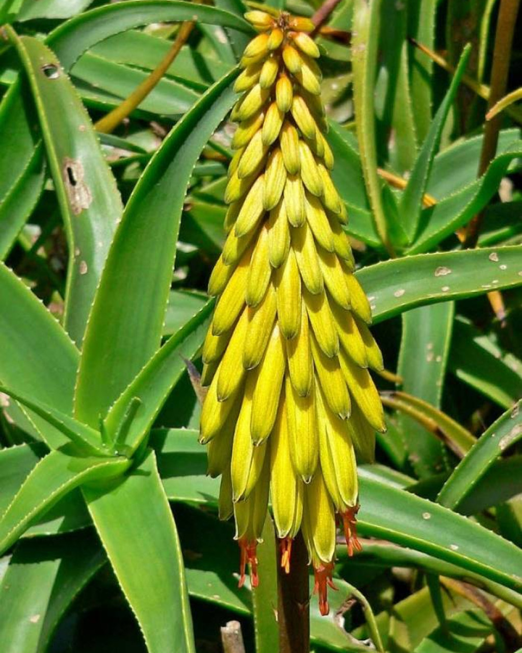 Aloe striatula