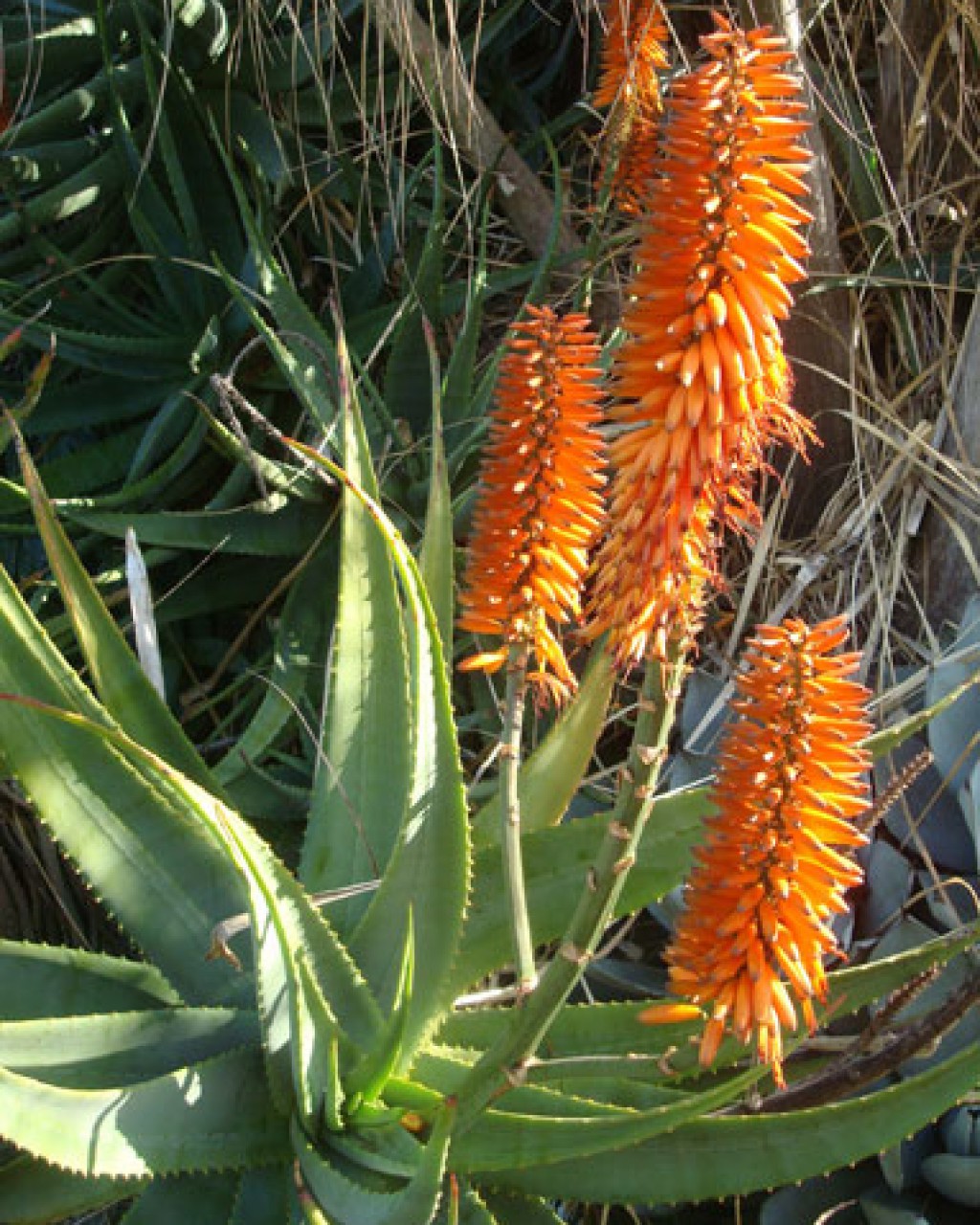 Aloe Striatula