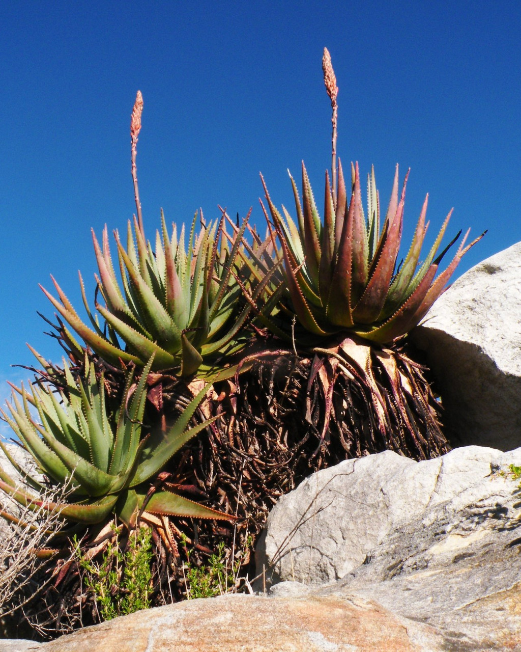 Aloe succotrina