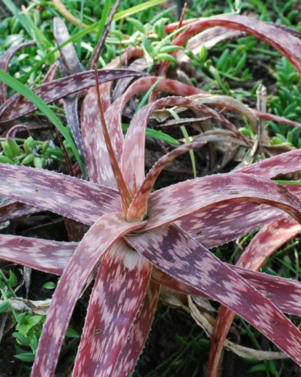 Aloe suffulta