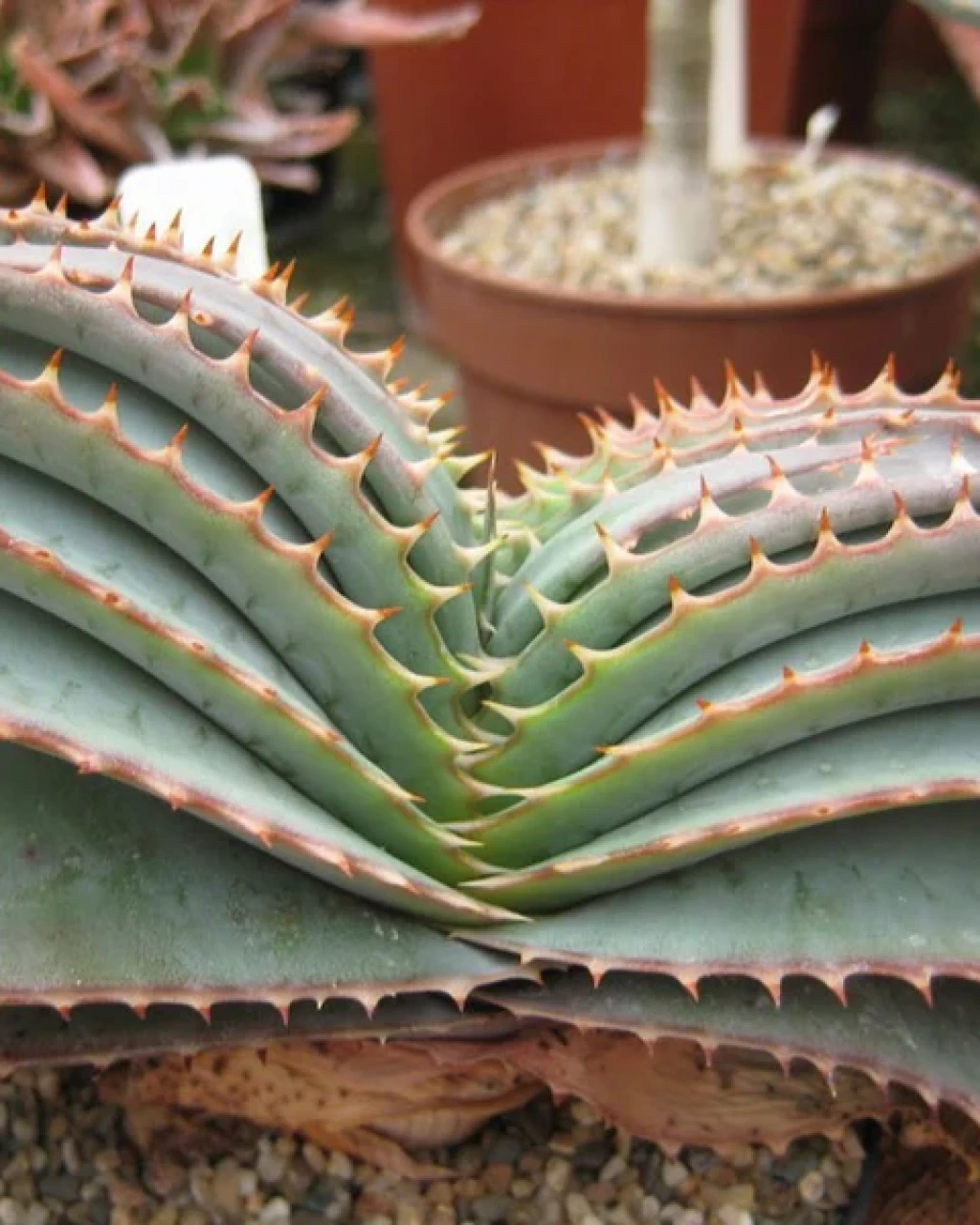 Aloe suprafoliata