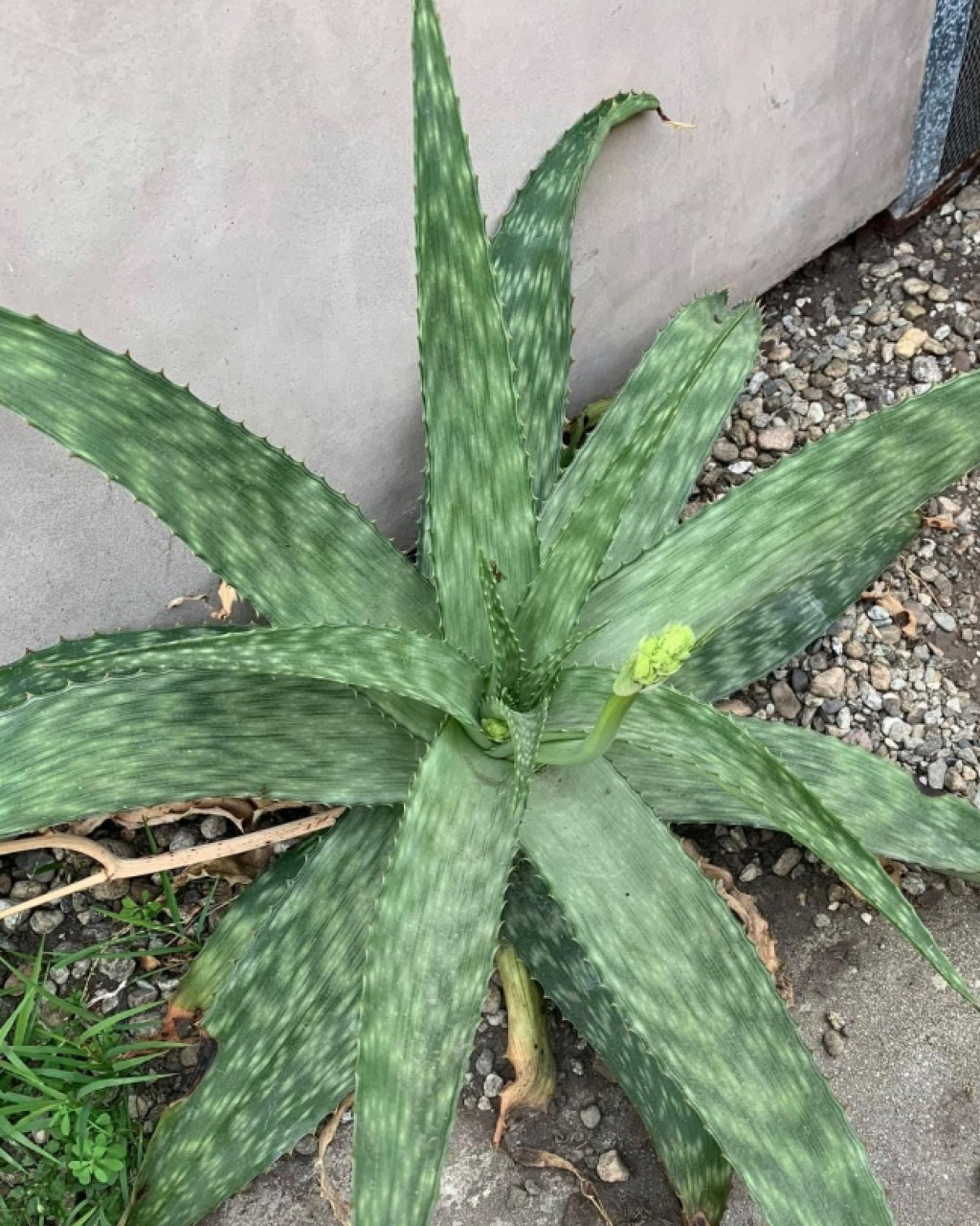 Aloe swynnertonii