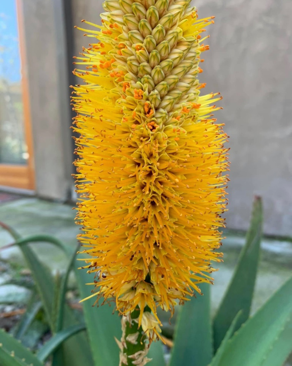 Aloe tauri