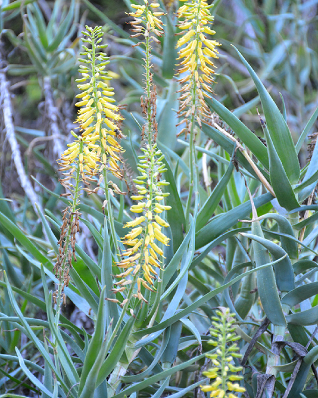 Aloe tenuior