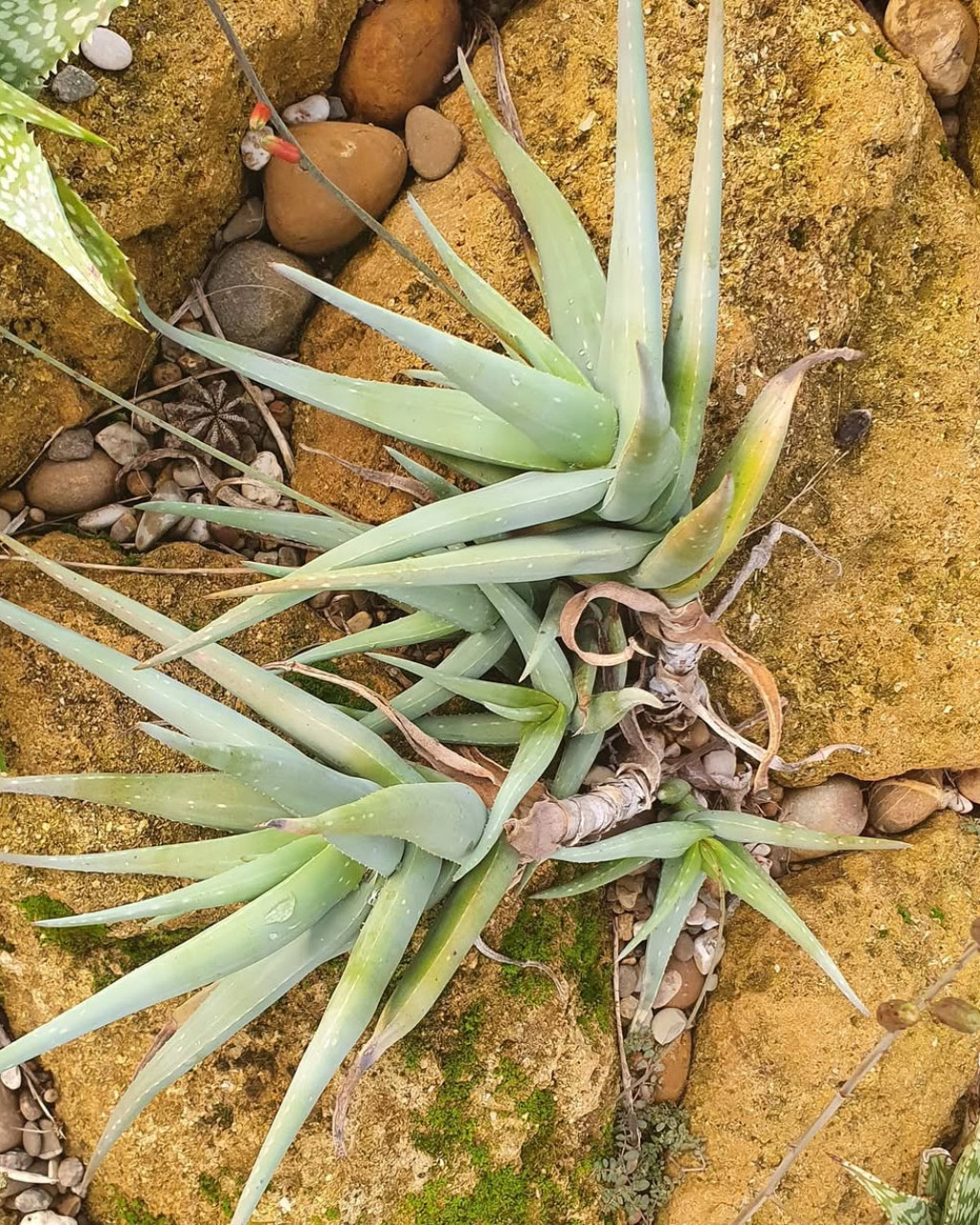 Aloe tewoldei