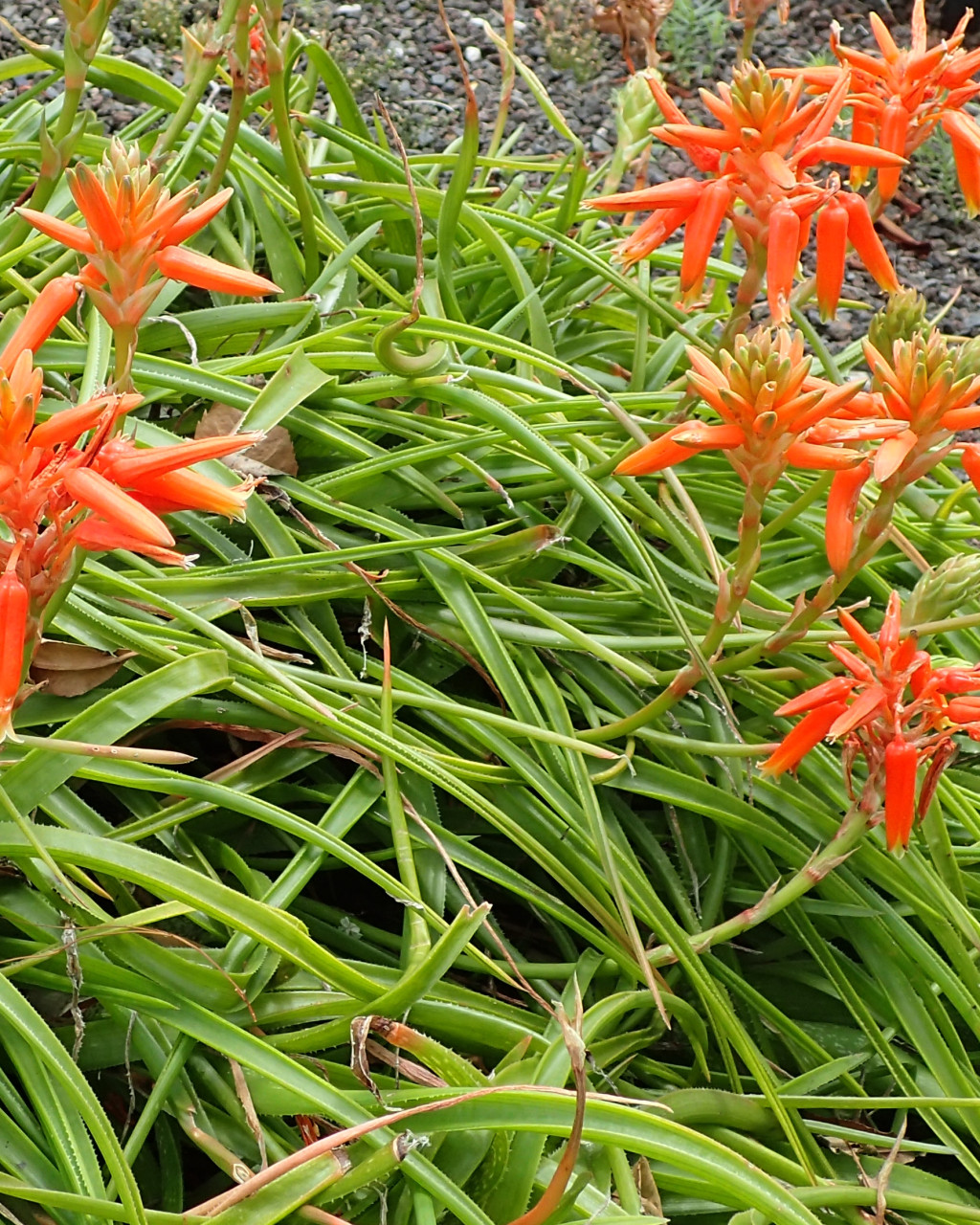 Aloe thompsoniae