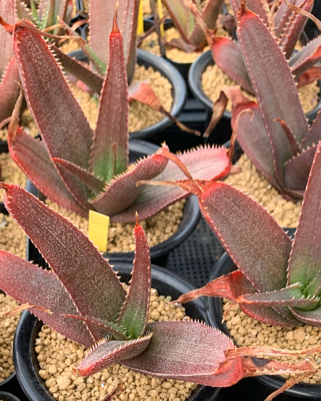 Aloe thorncroftii