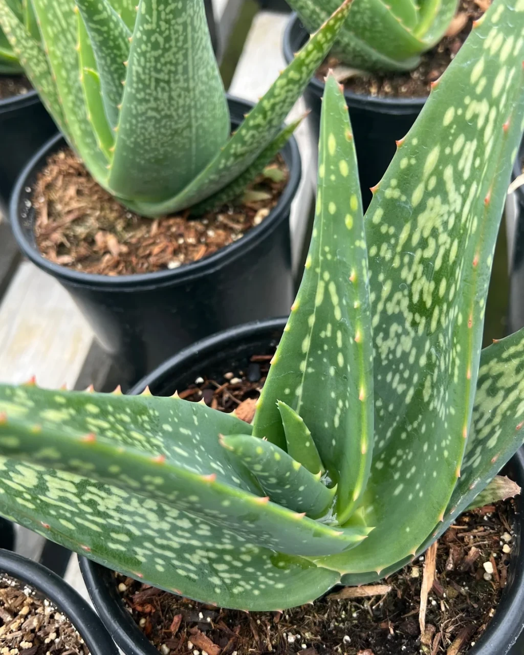 Aloe tomentosa