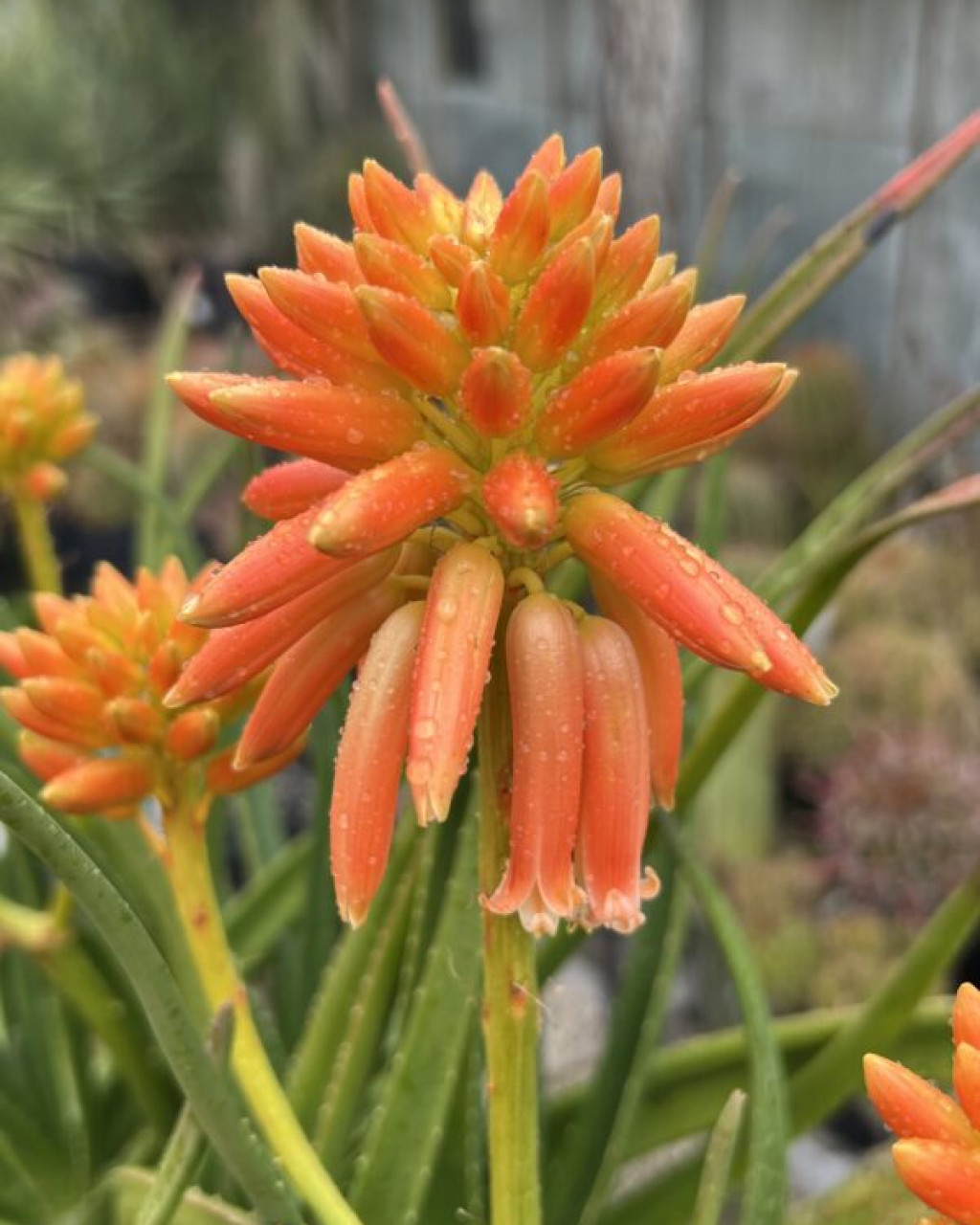 Aloe tongaensis