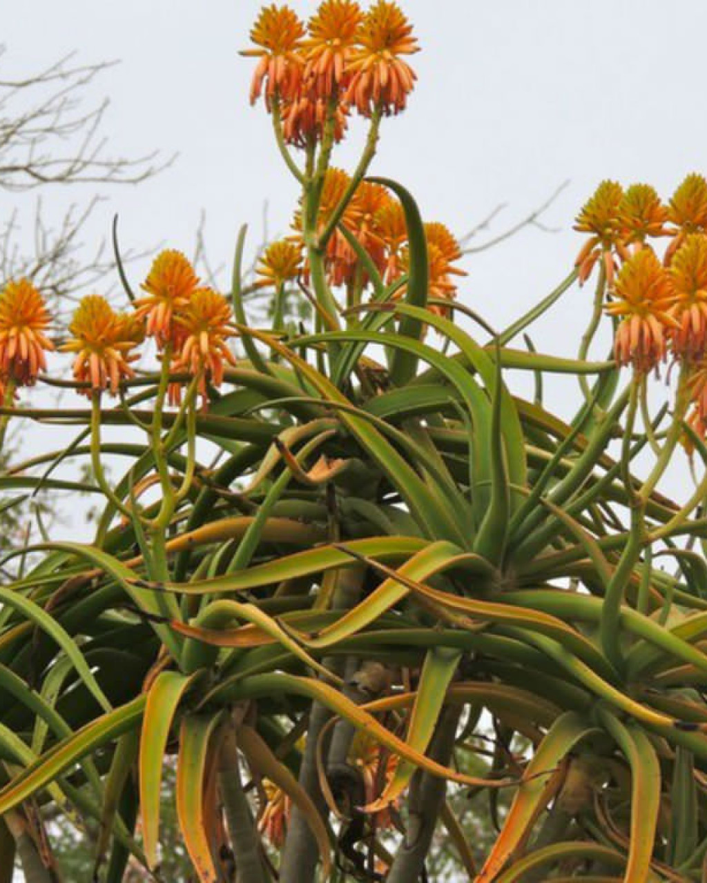 Aloe tongaensis 'Medusa'