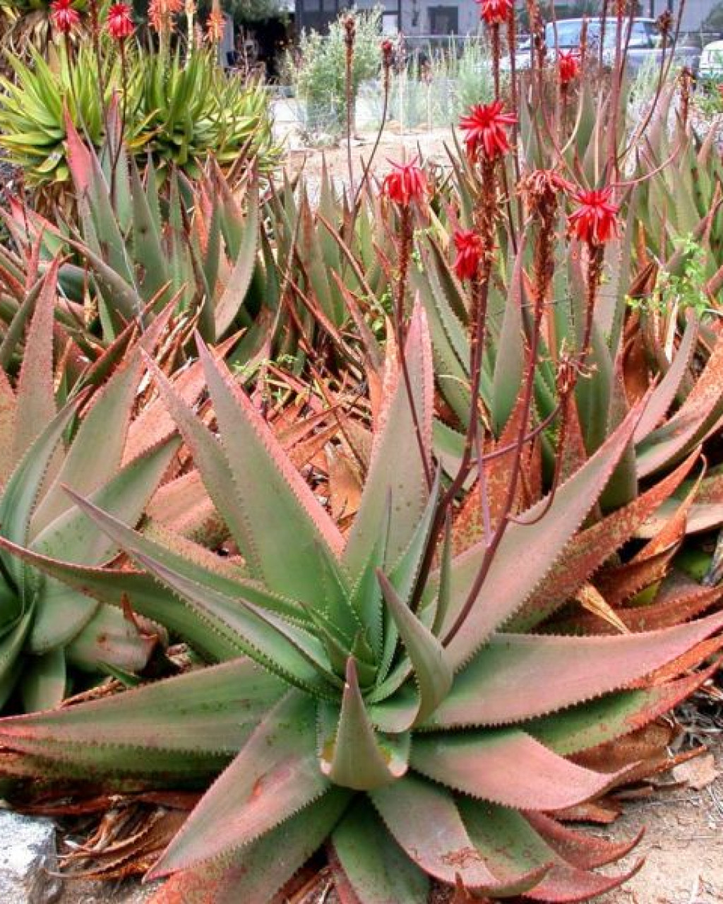 Aloe ukambensis