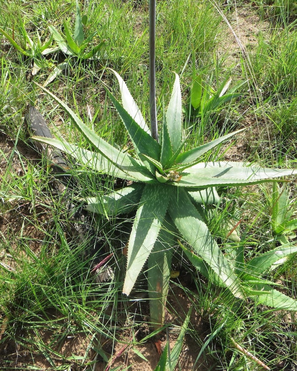 Aloe umfoloziensis