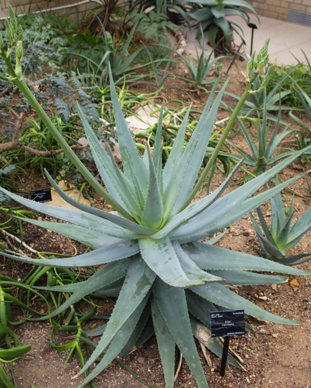 Aloe vacillans