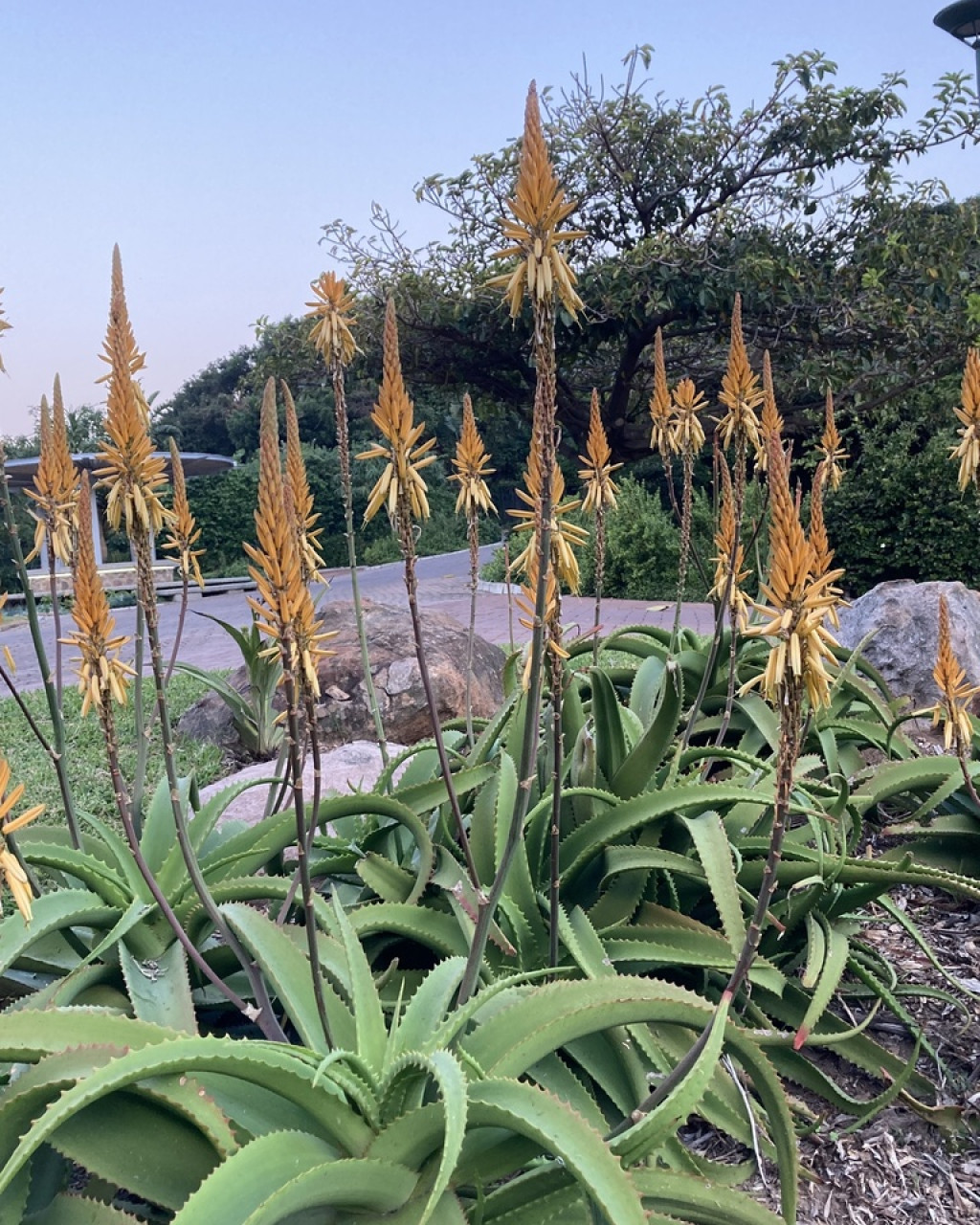 Aloe vanbalenii