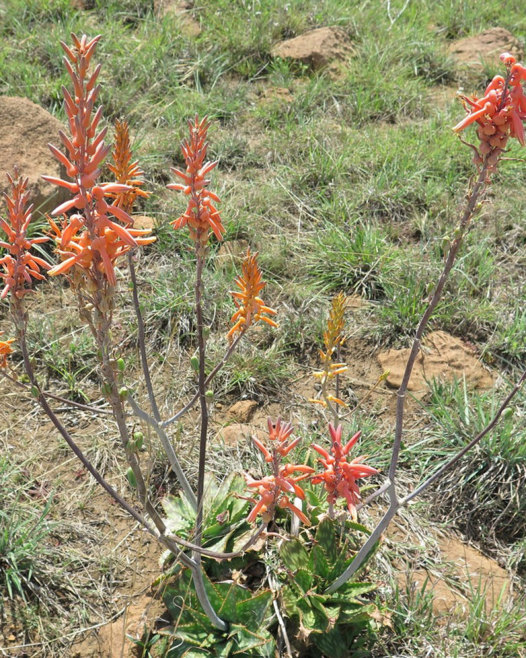 Aloe vanroonyenii