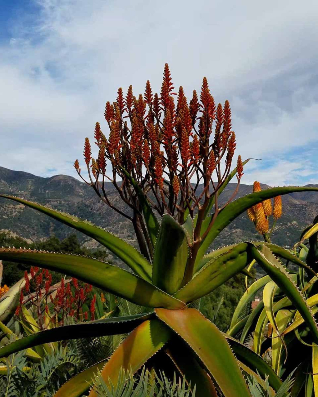 Aloe vaombe