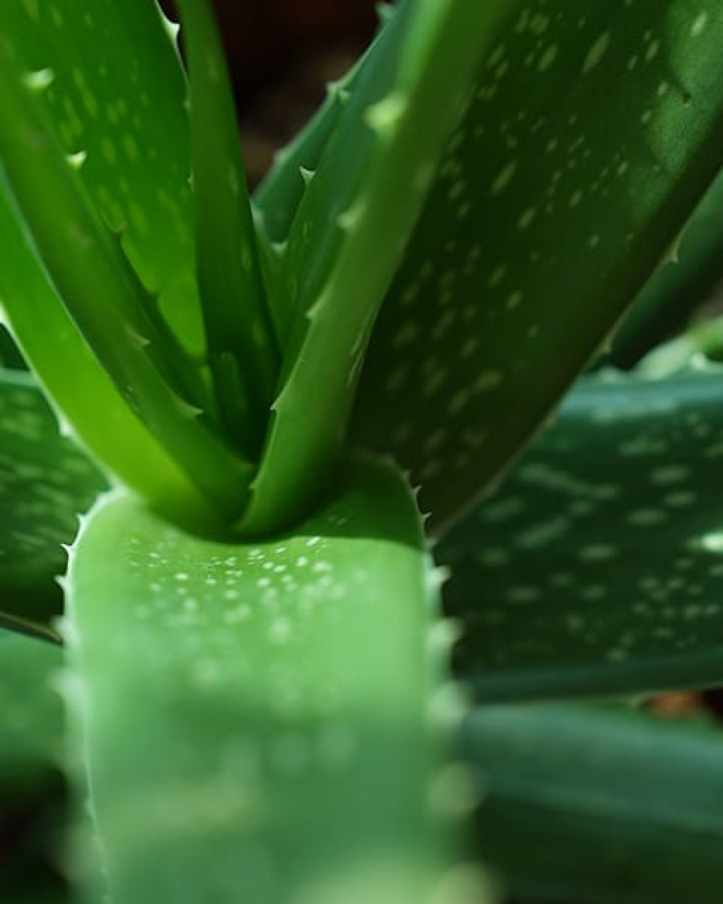 Aloe vera var. chinensis