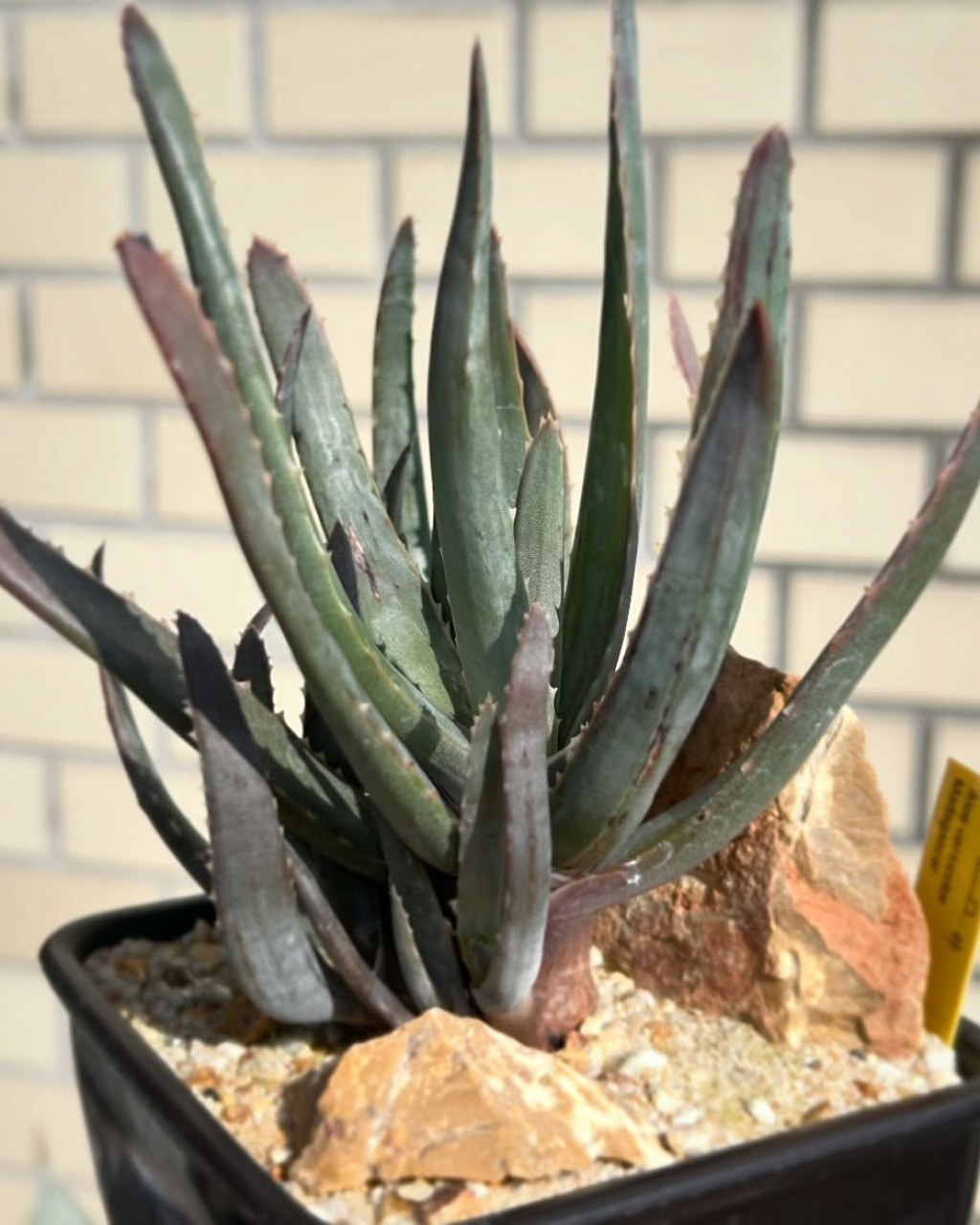 Aloe versicolor