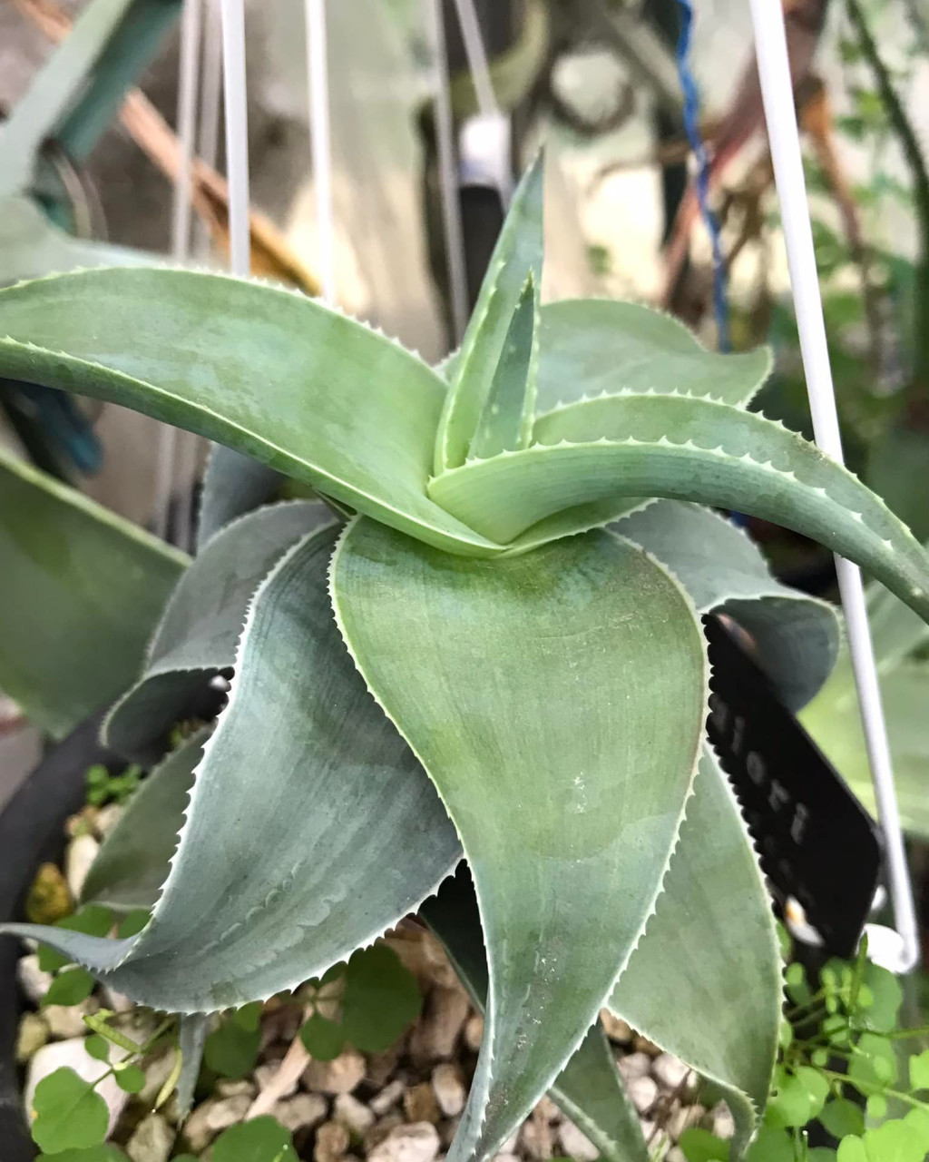 Aloe viguieri