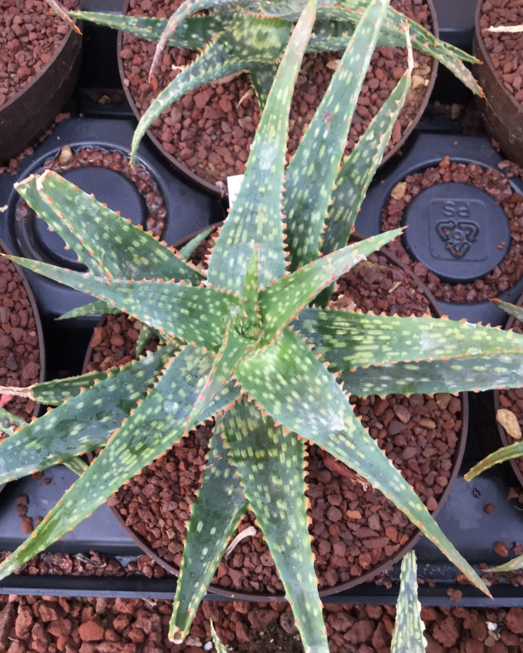 Aloe 'Viper'