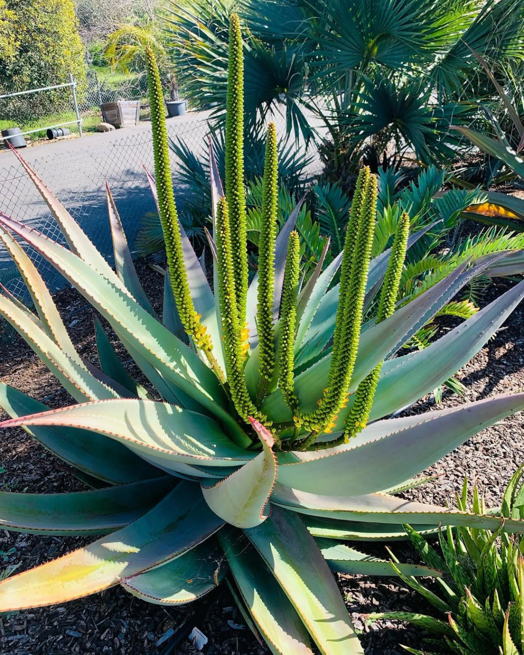 Aloe viridiflora
