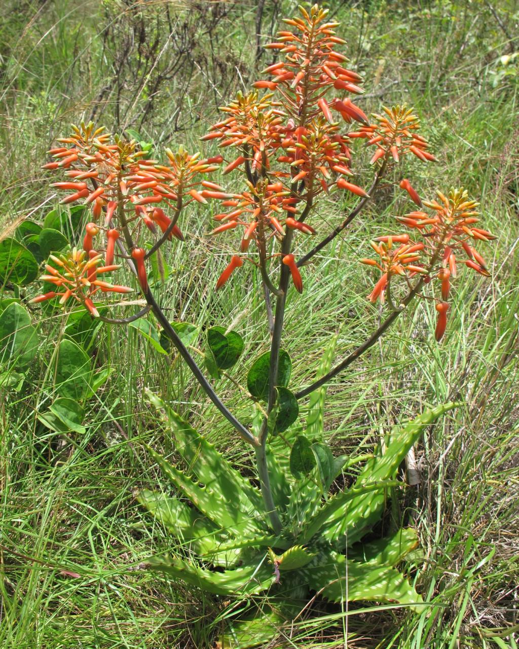 Aloe vogtsii