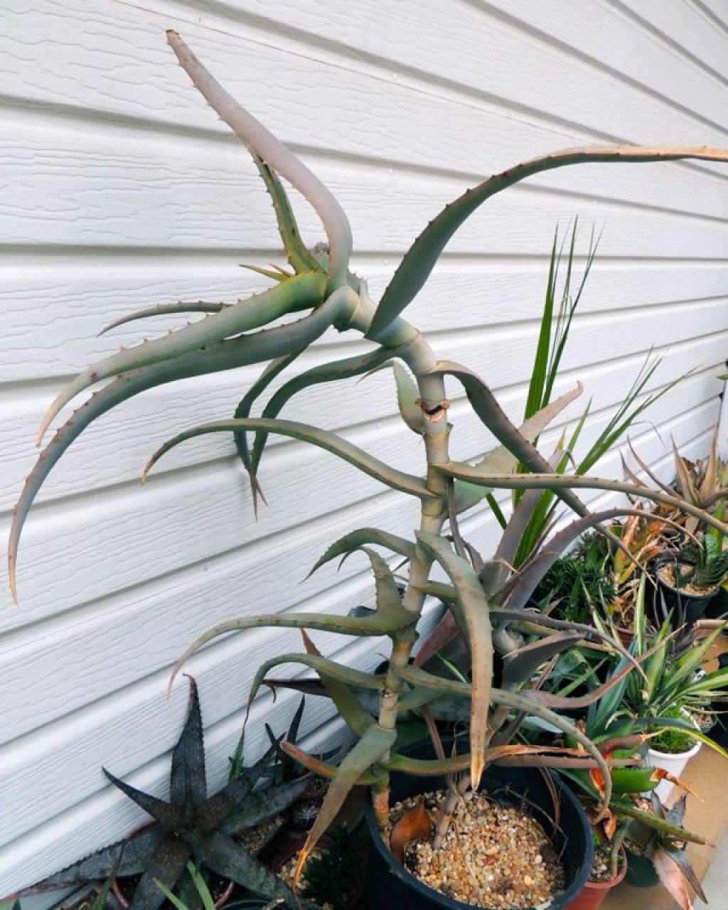 Aloe volkensii