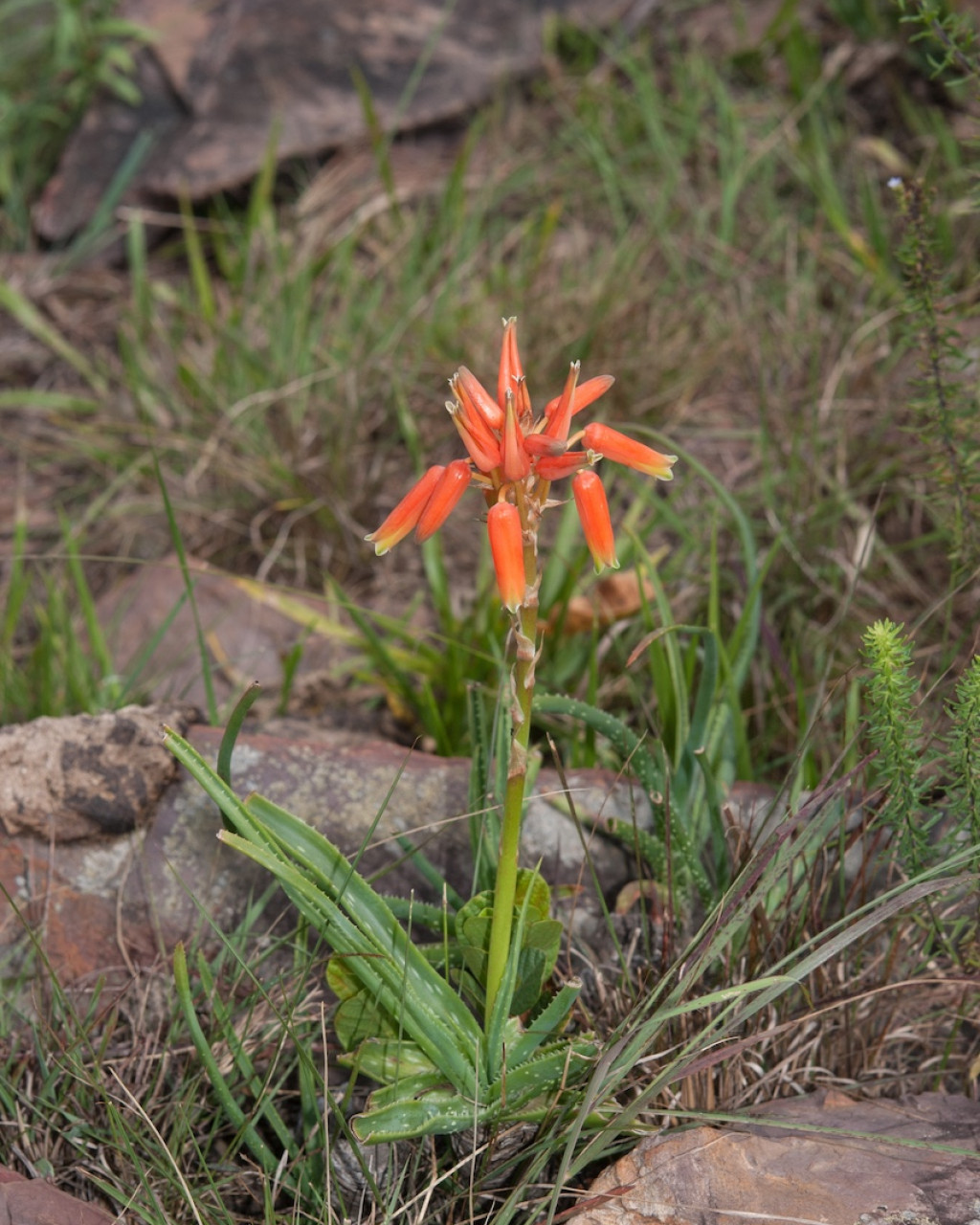 Aloe vossii