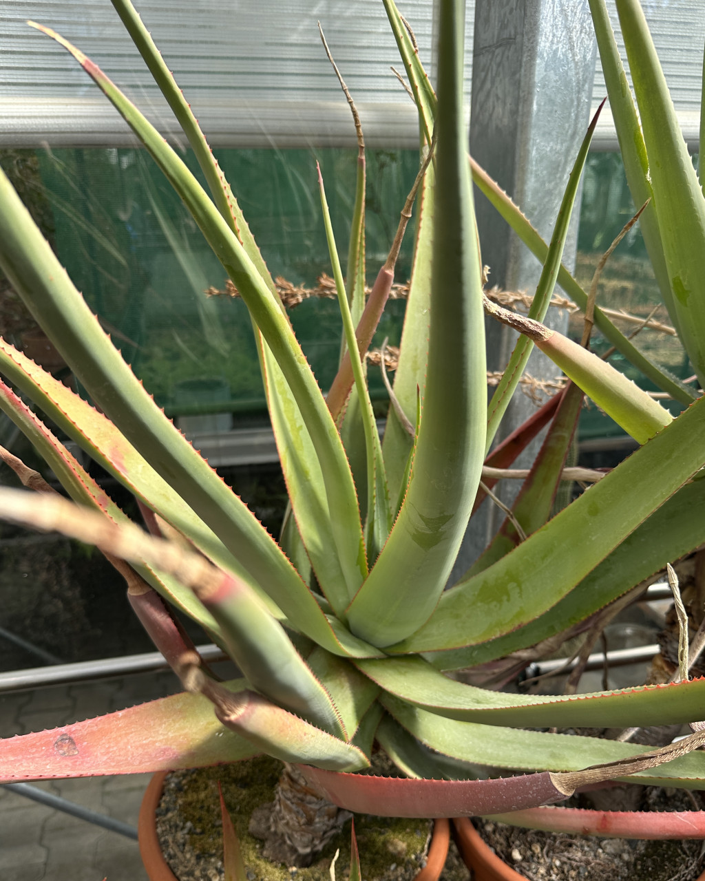 Aloe vryheidensis