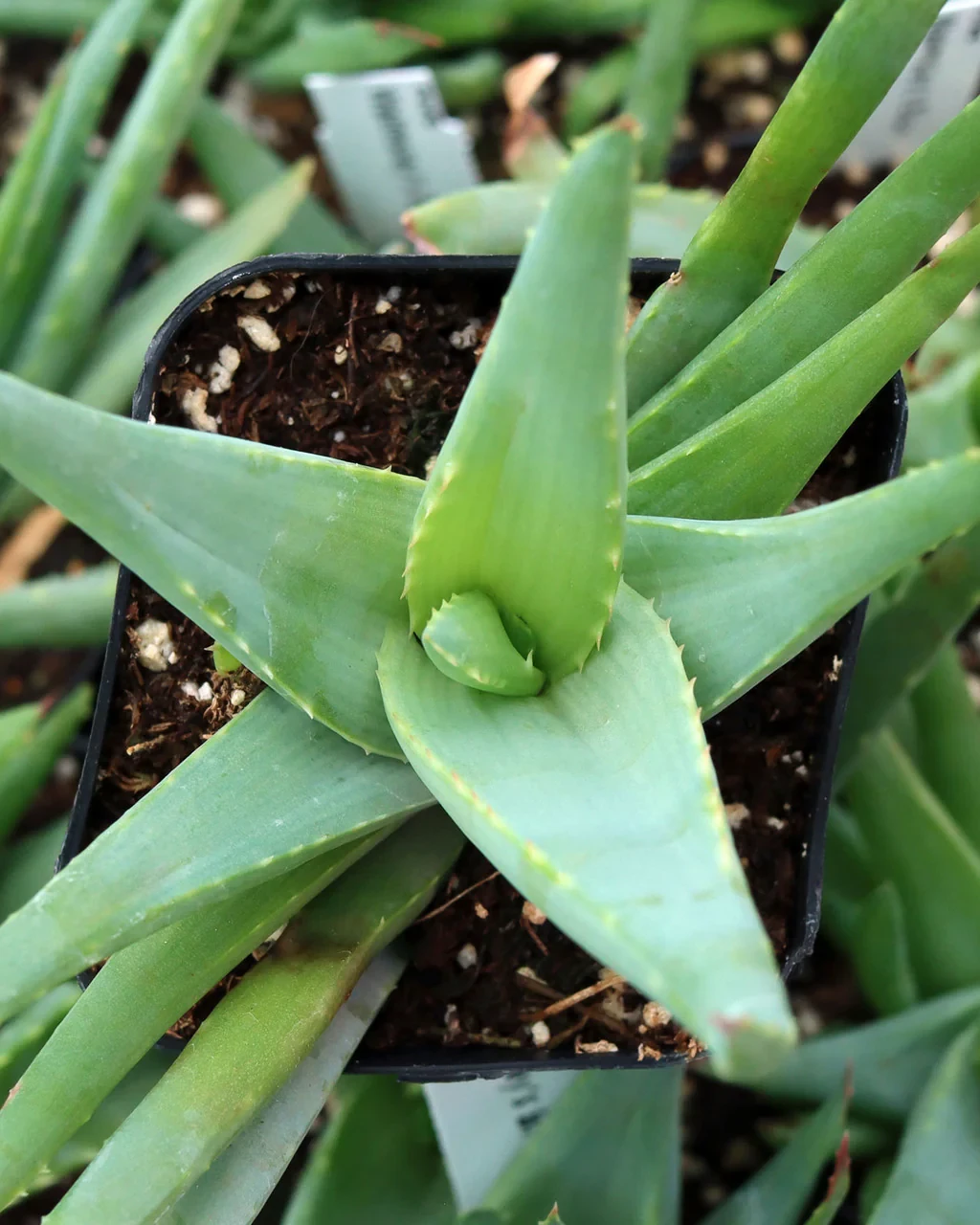 Aloe ‘Walmsley’s Blue’