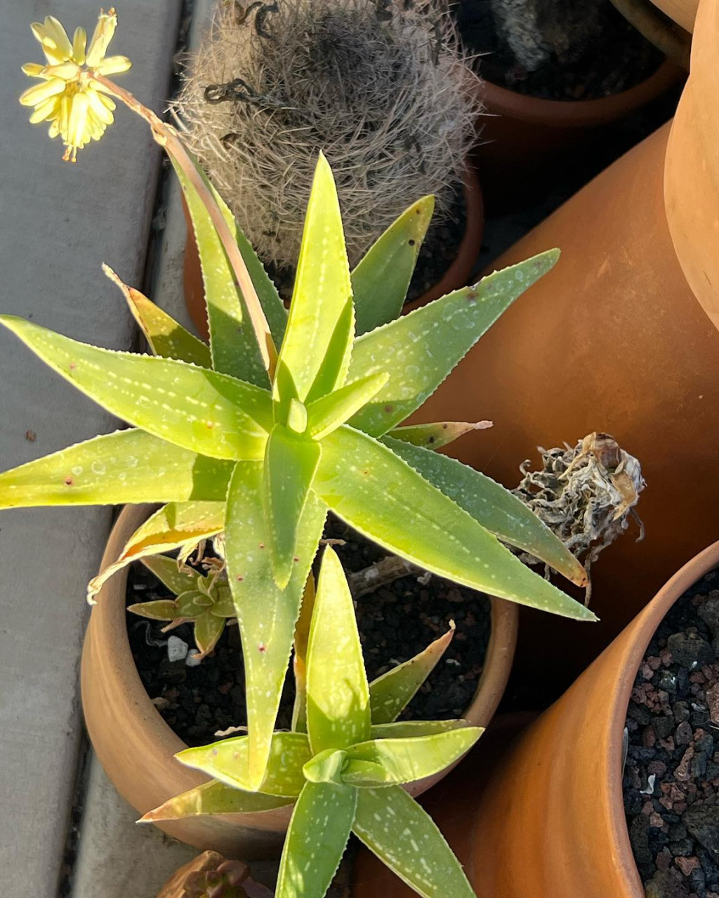 Aloe whitcombei