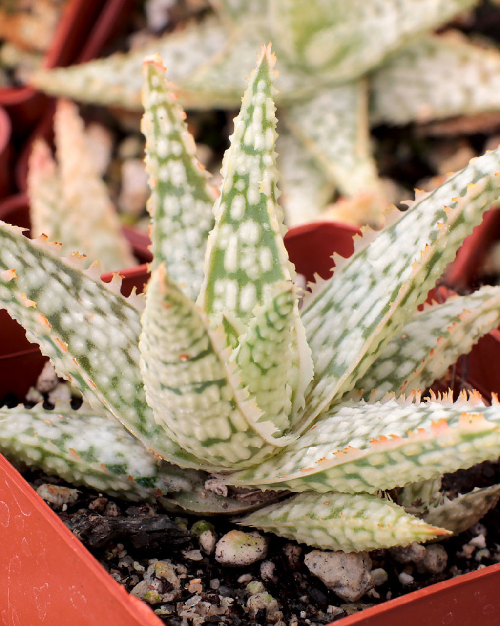 Aloe 'White Lightning'