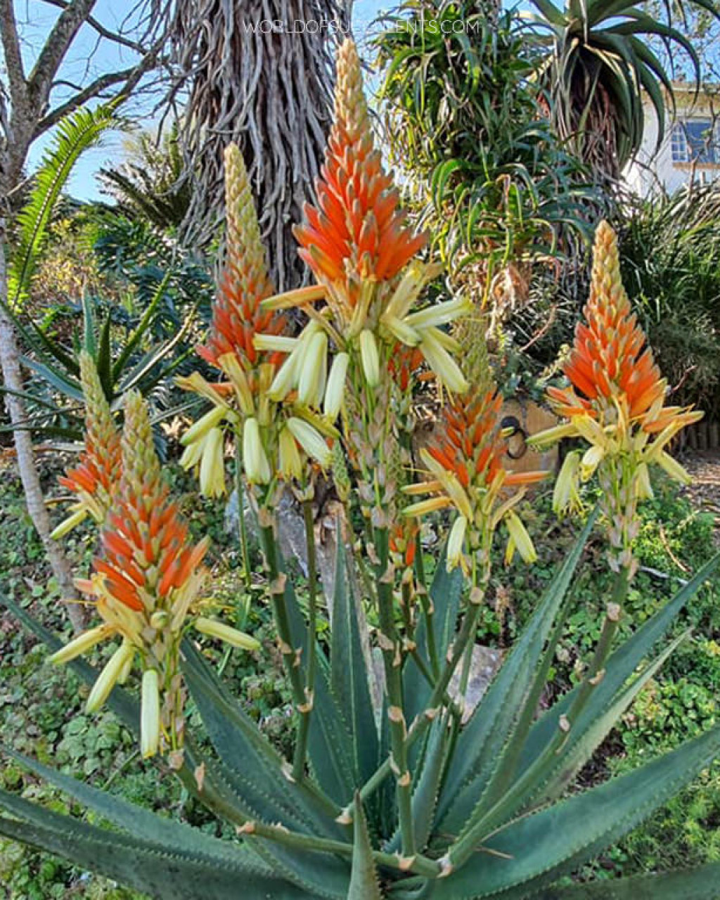 Aloe wickensii