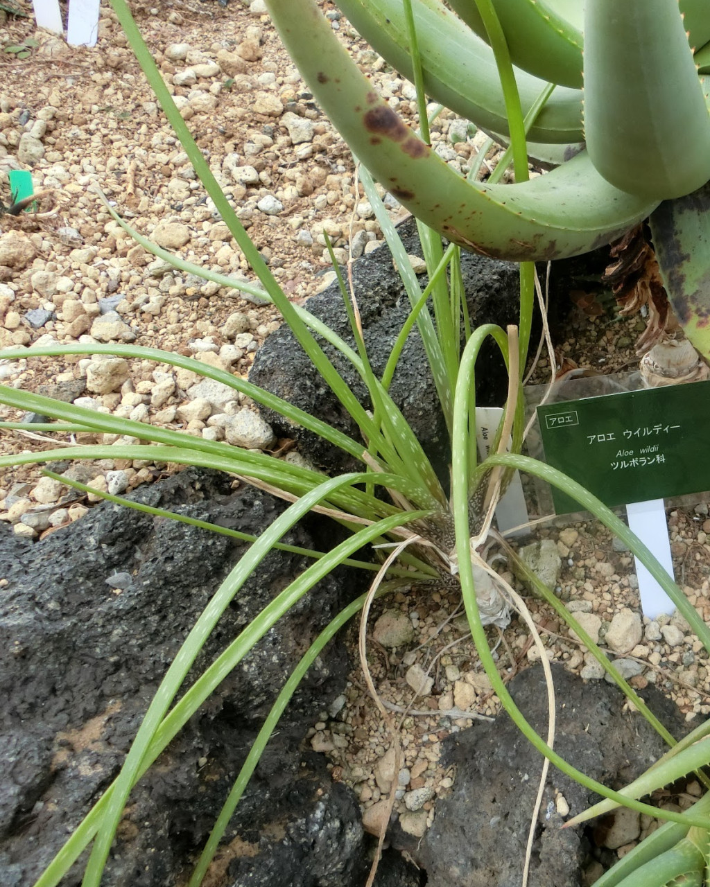 Aloe wildii