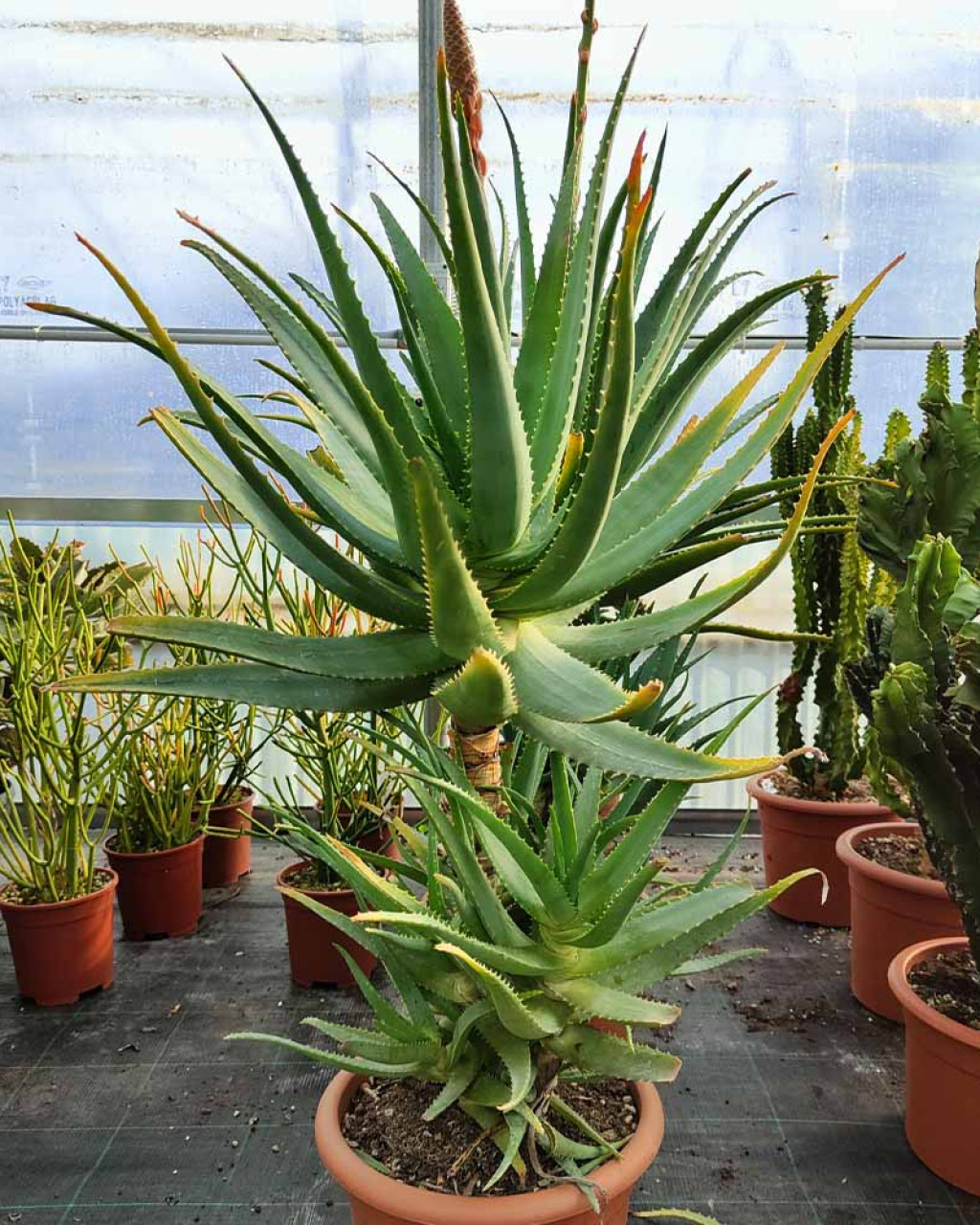 Aloe x caesia