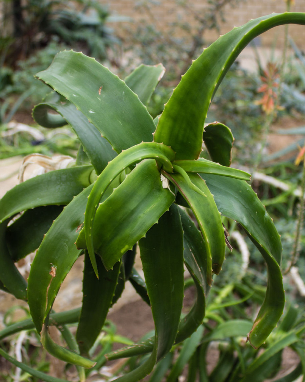 Aloe yemenica