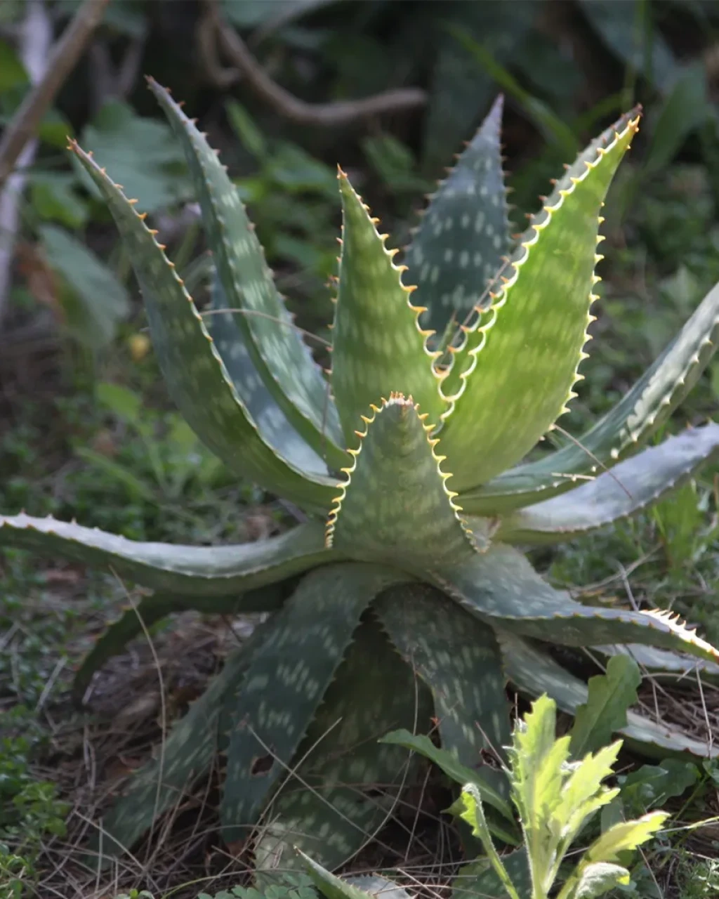 Aloe zebrina