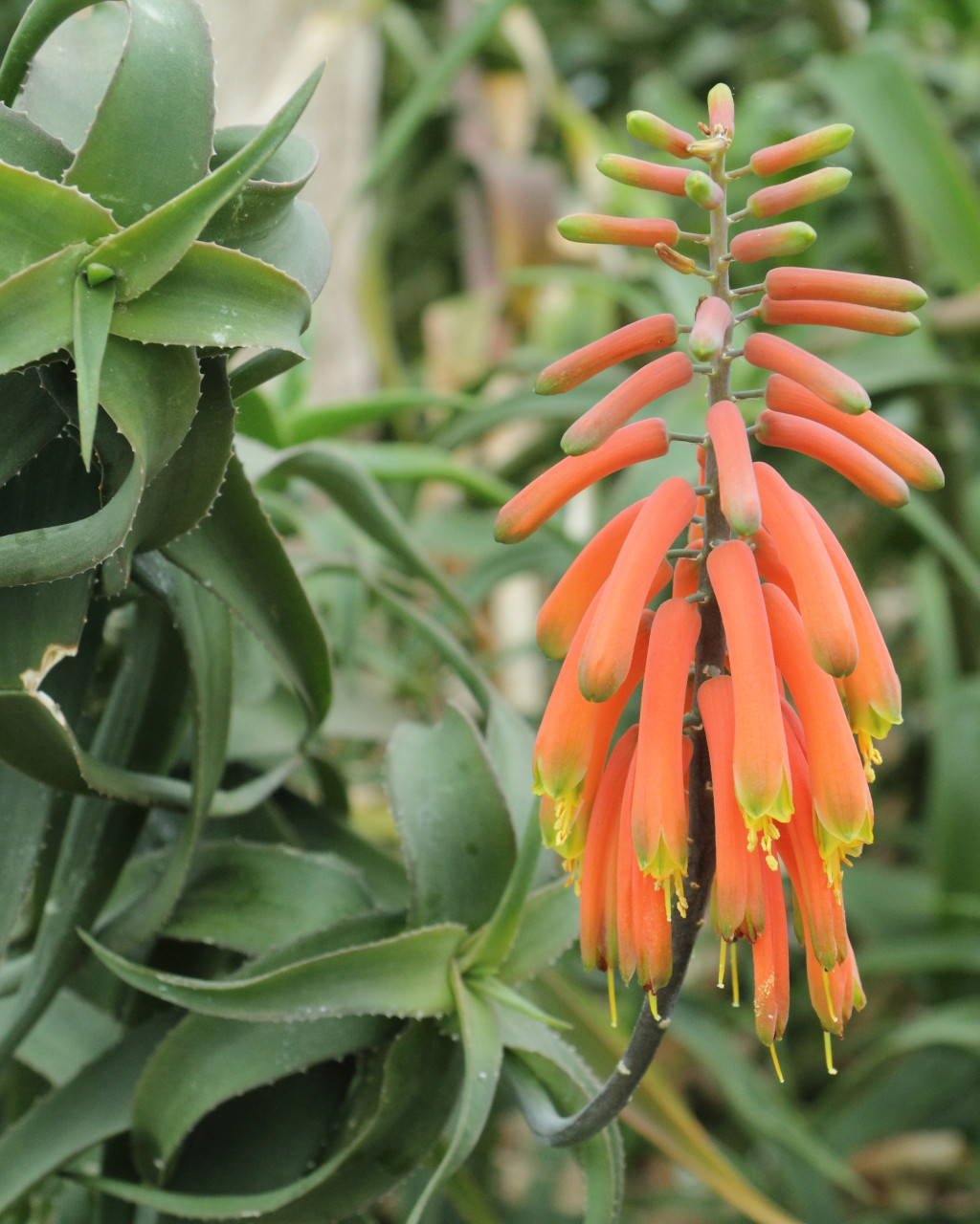 Aloiampelos ciliaris