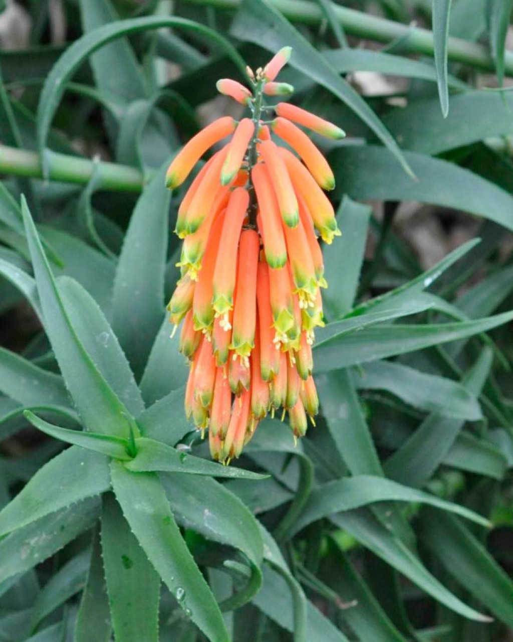 Aloiampelos gracilis