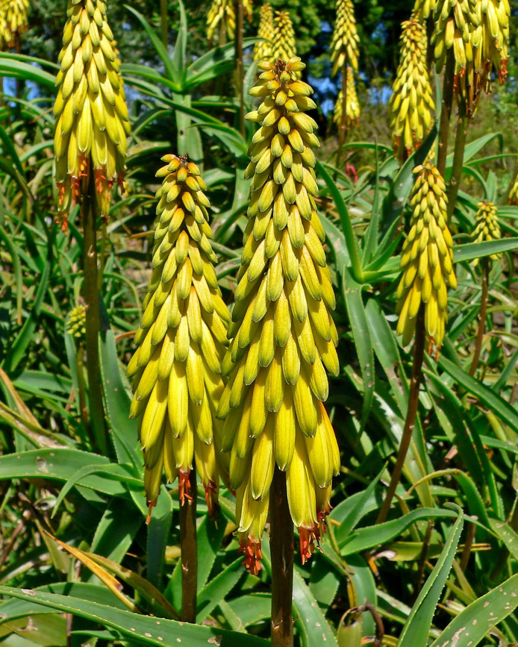 Aloiampelos striatula