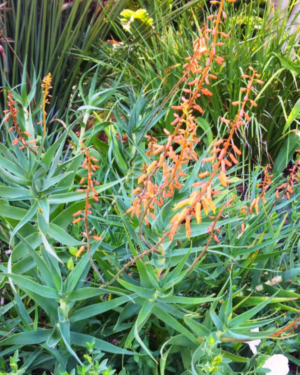 Aloiampelos tenuior var. rubriflora