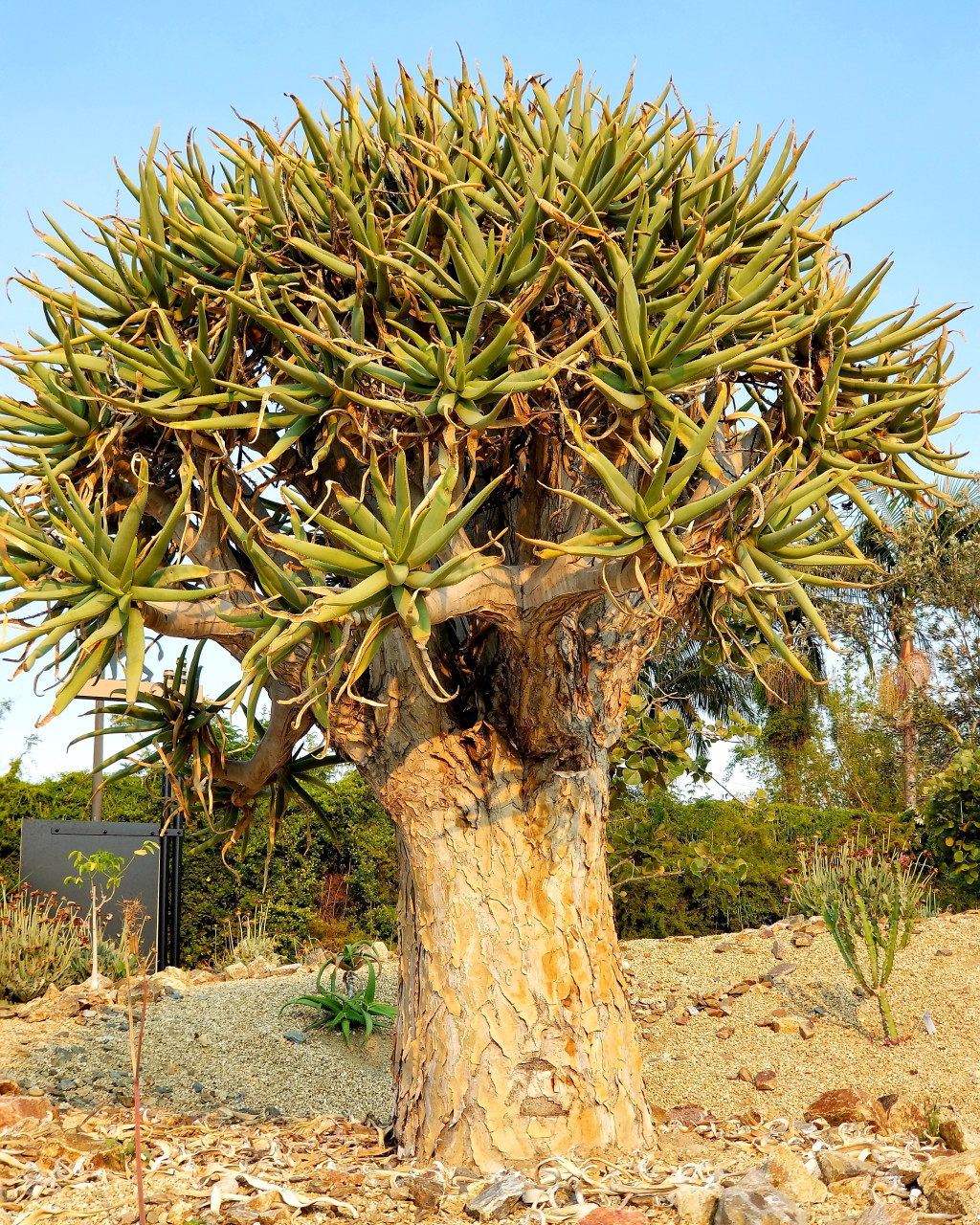 Aloidendron